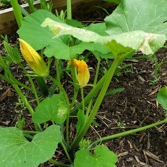 Julie R (AKA Forza) - Meet your posher - Picture 4 of 12